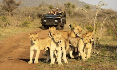 Kruger National Park Tour