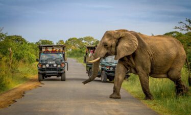 Hluhluwe-Game Reserve Tour