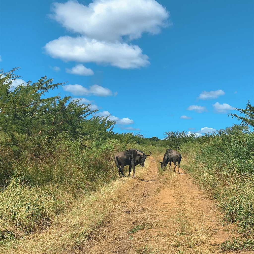 Tala-Game Reserve Tour3