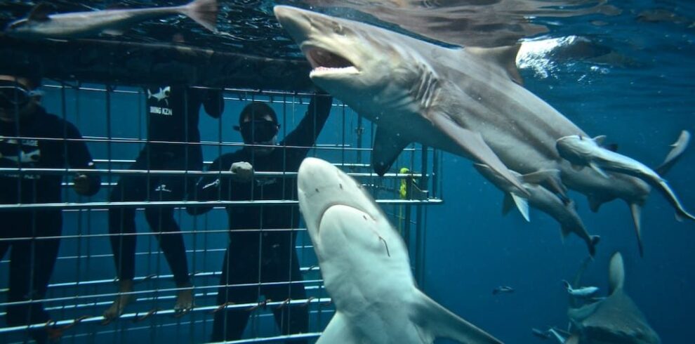 Shark Diving