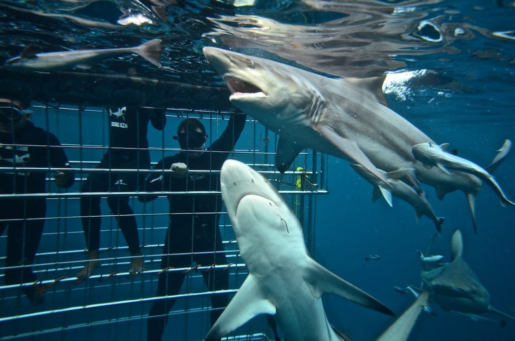 Shark Diving